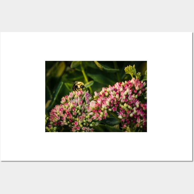 Bee On Sedum Flower 2 Wall Art by Robert Alsop